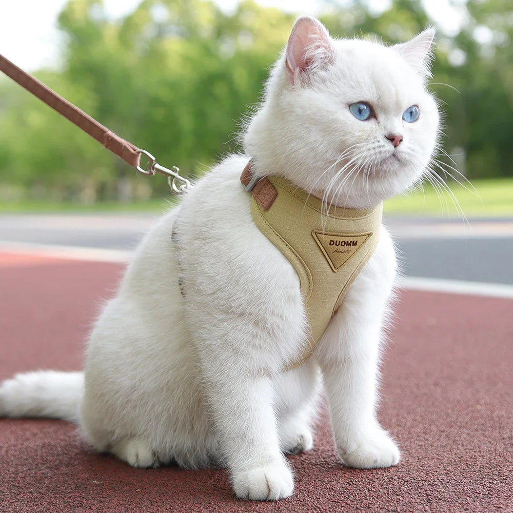 White cat wearing a walking harness