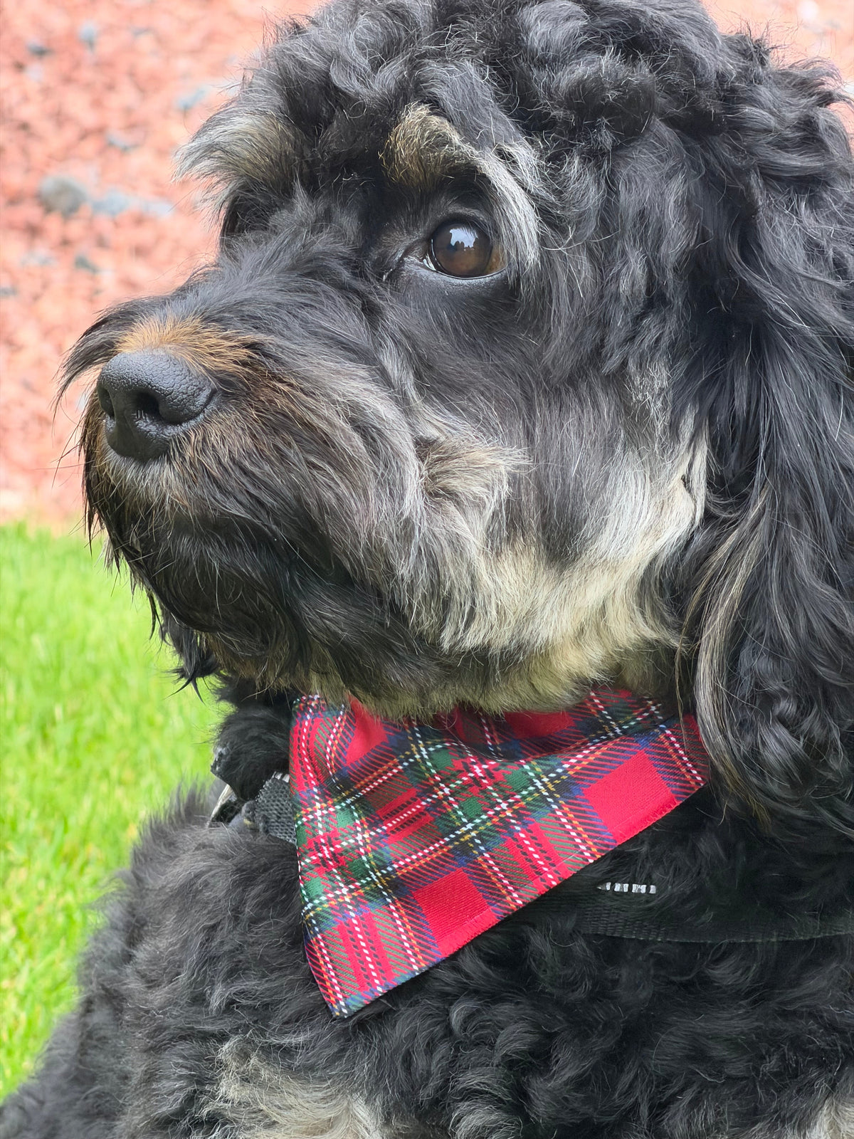 Royal Stewart red tartan Christmas dog bandana – view 7