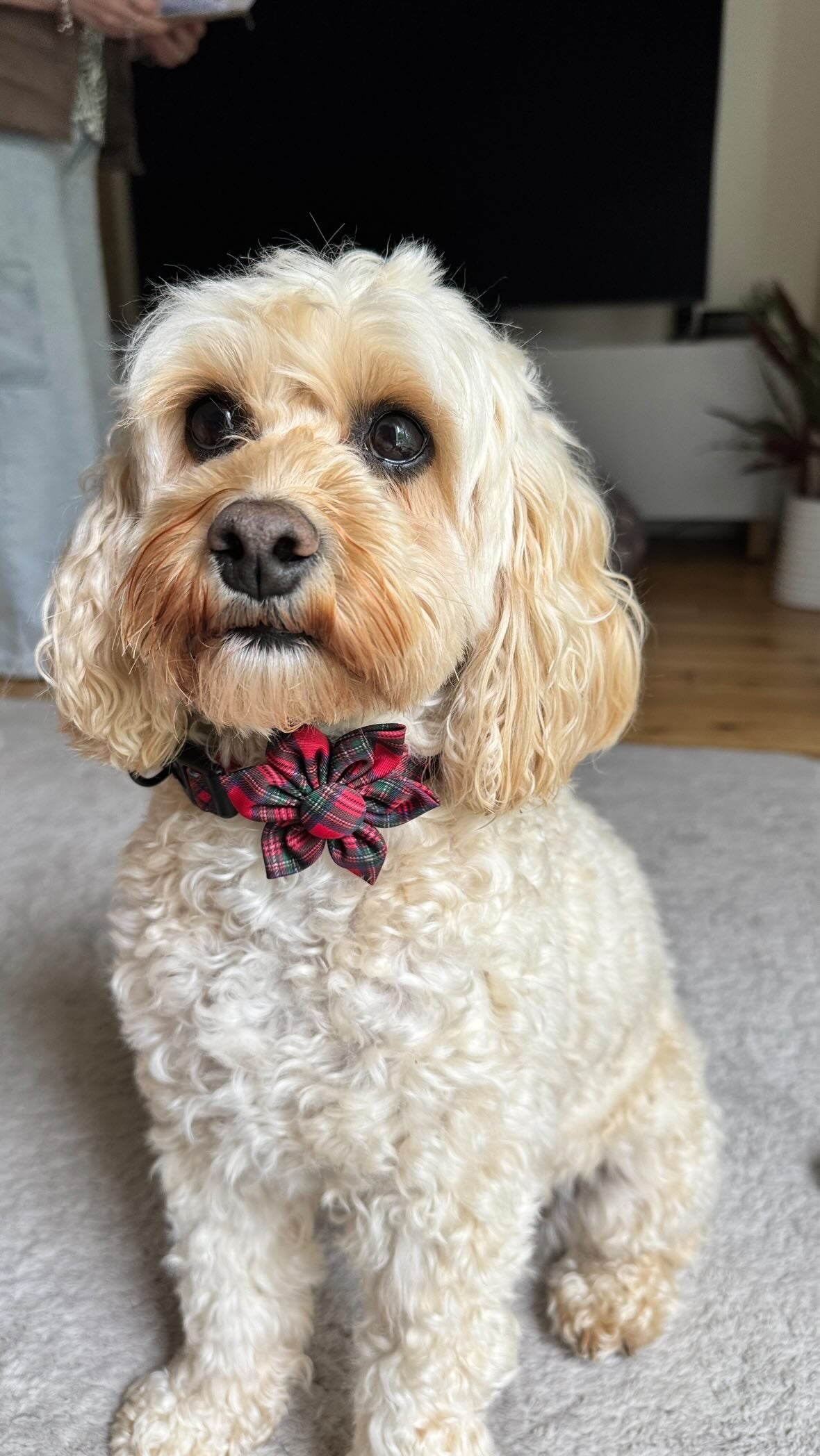 Royal Stewart red tartan dog collar – view 3