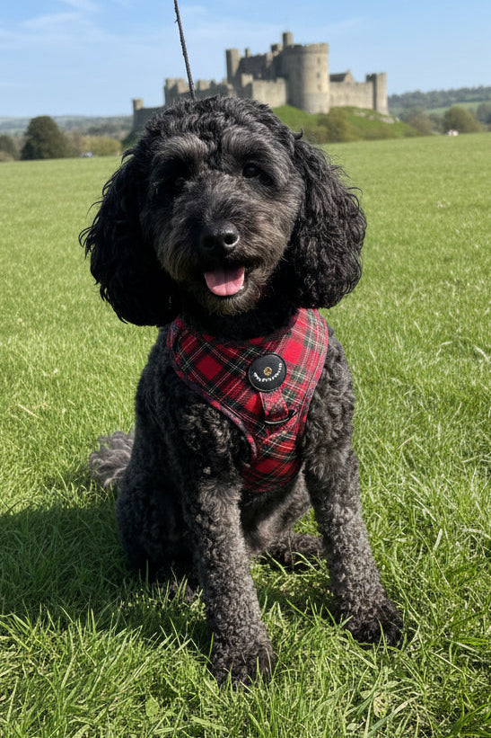 Royal Stewart red tartan mesh dog harness – view 3