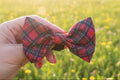Royal Stewart red tartan dog collar bow