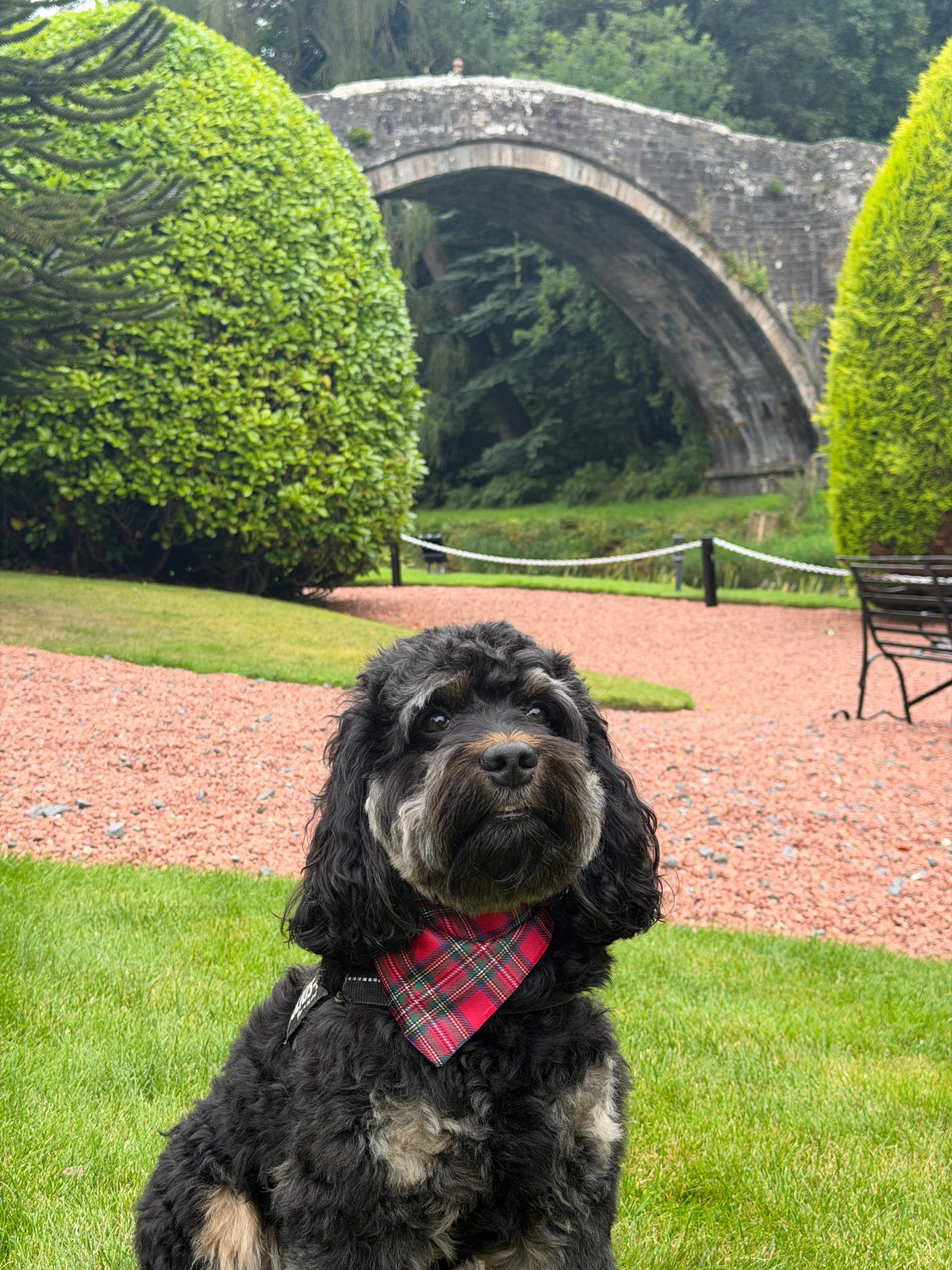 Royal Stewart red tartan Christmas dog bandana – view 6