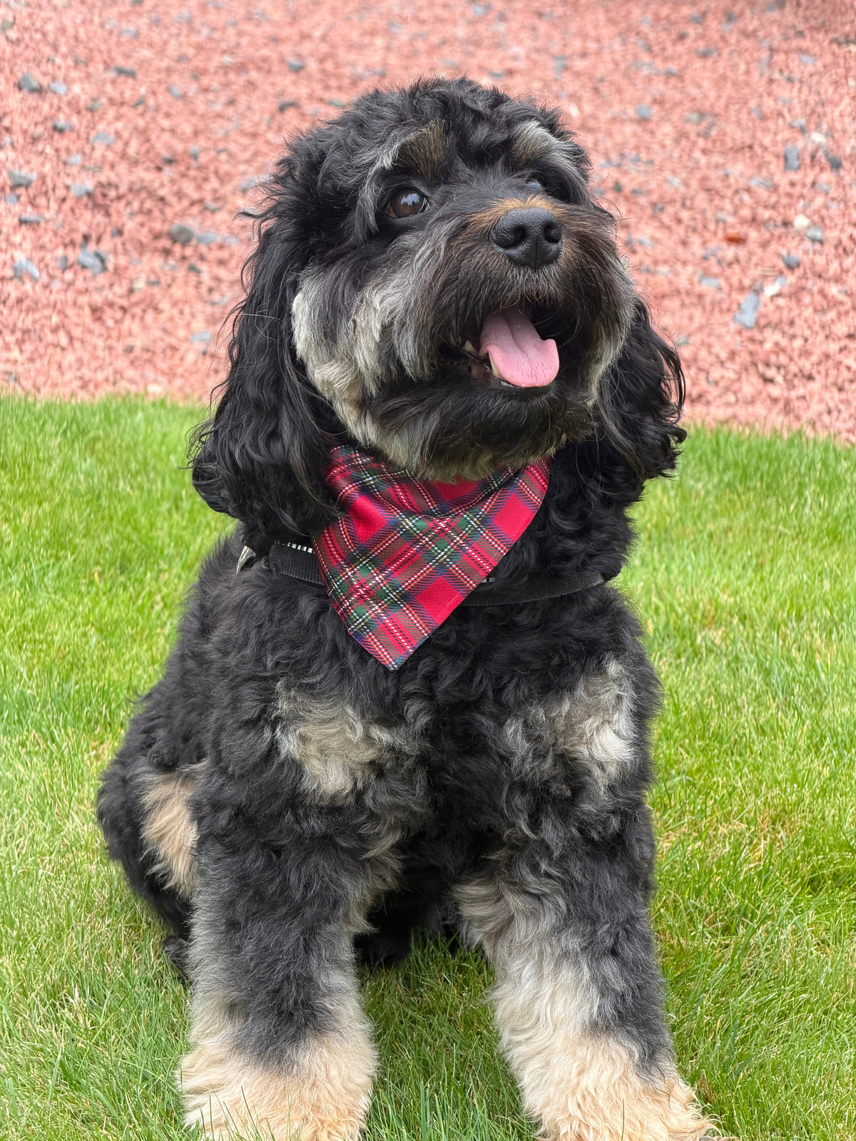 Royal Stewart red tartan Christmas dog bandana – view 2