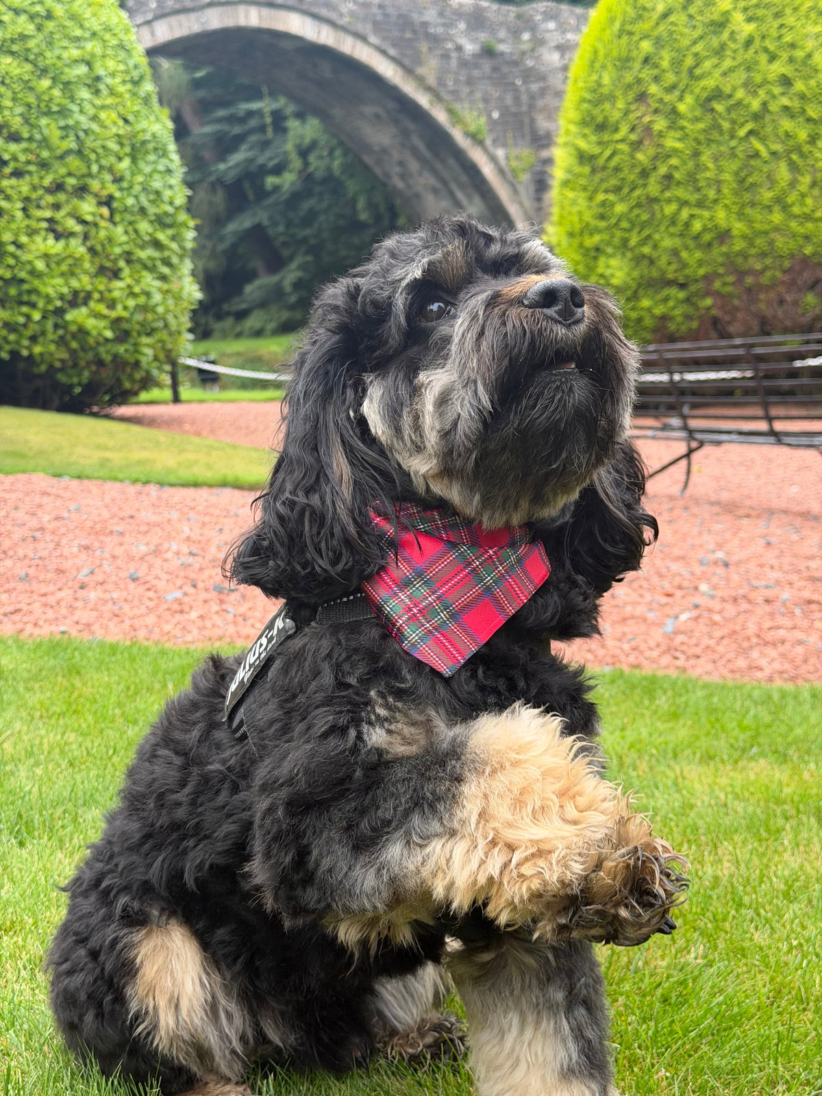 Royal Stewart red tartan Christmas dog bandana
