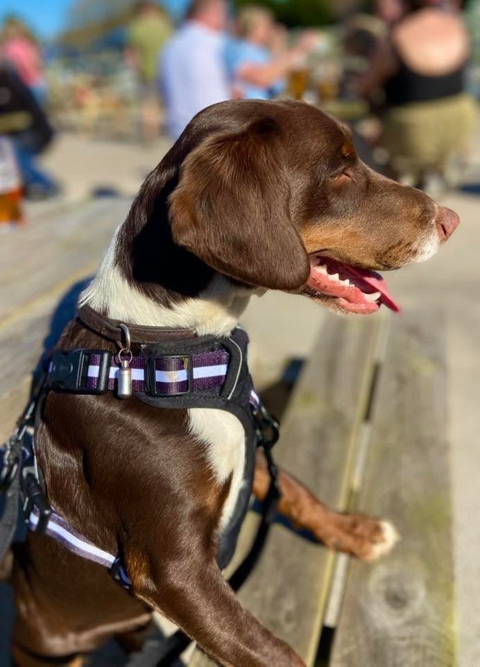 Rugged Rover no-pull dog harness in Midnight Black – view 5