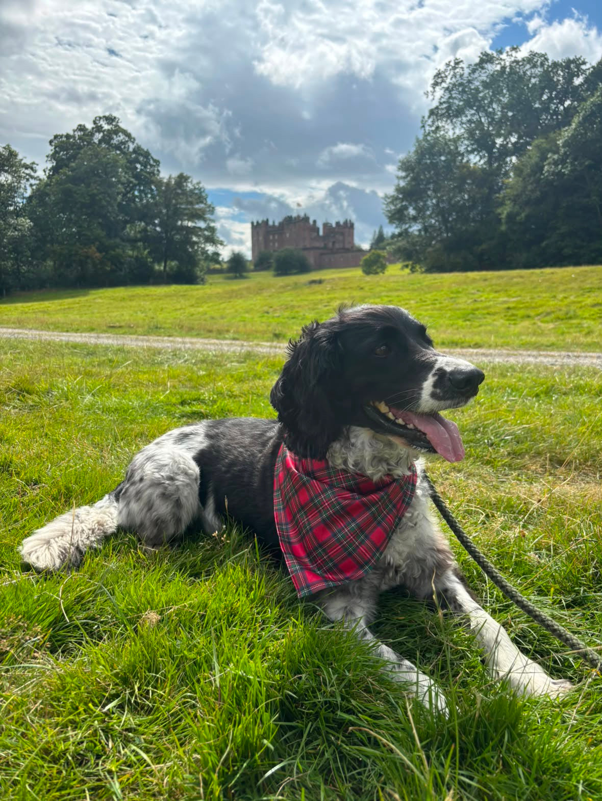 Royal Stewart red tartan Christmas dog bandana – view 3