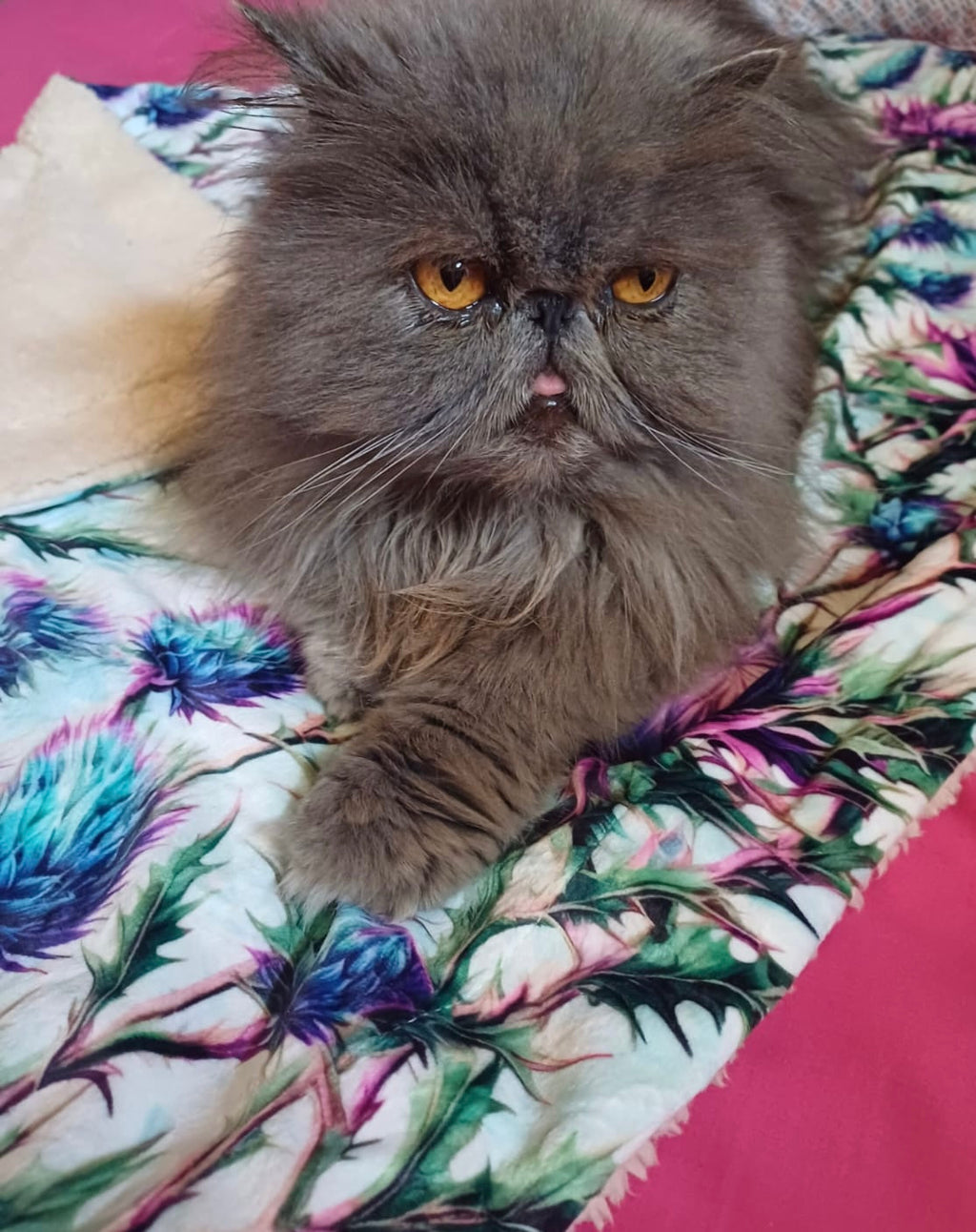 Bonnie Thistle velour and fleece pet blanket – view 6