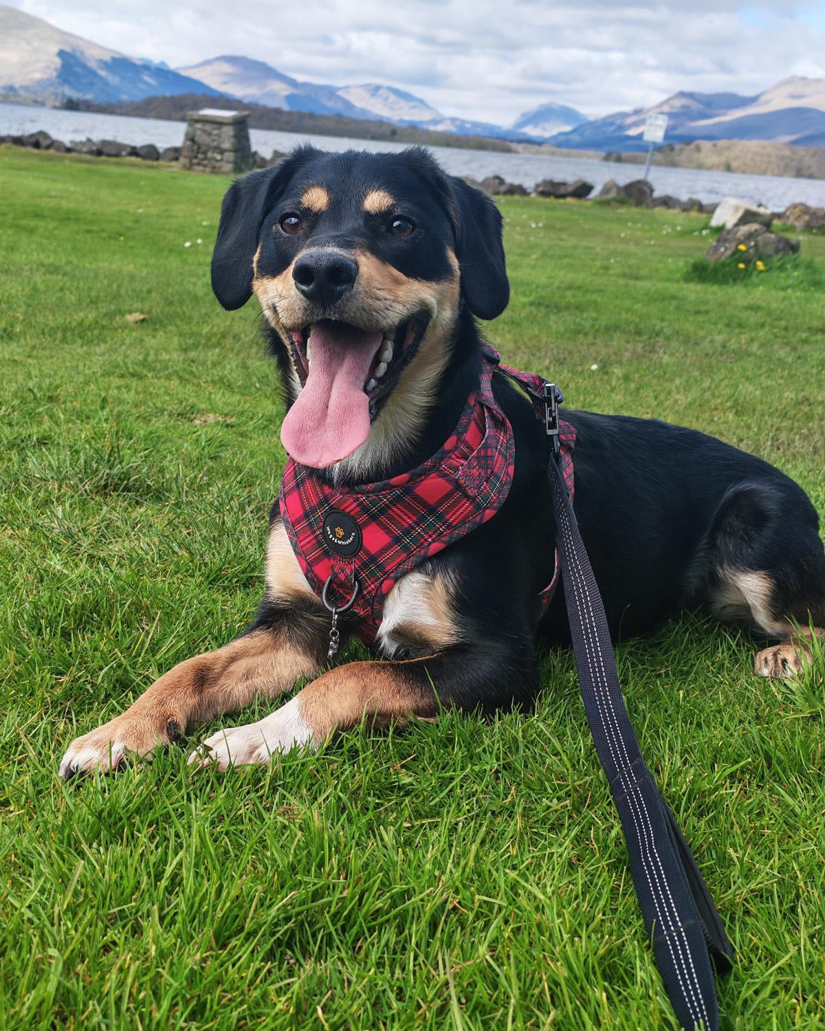 Royal Stewart red tartan mesh dog harness – view 5