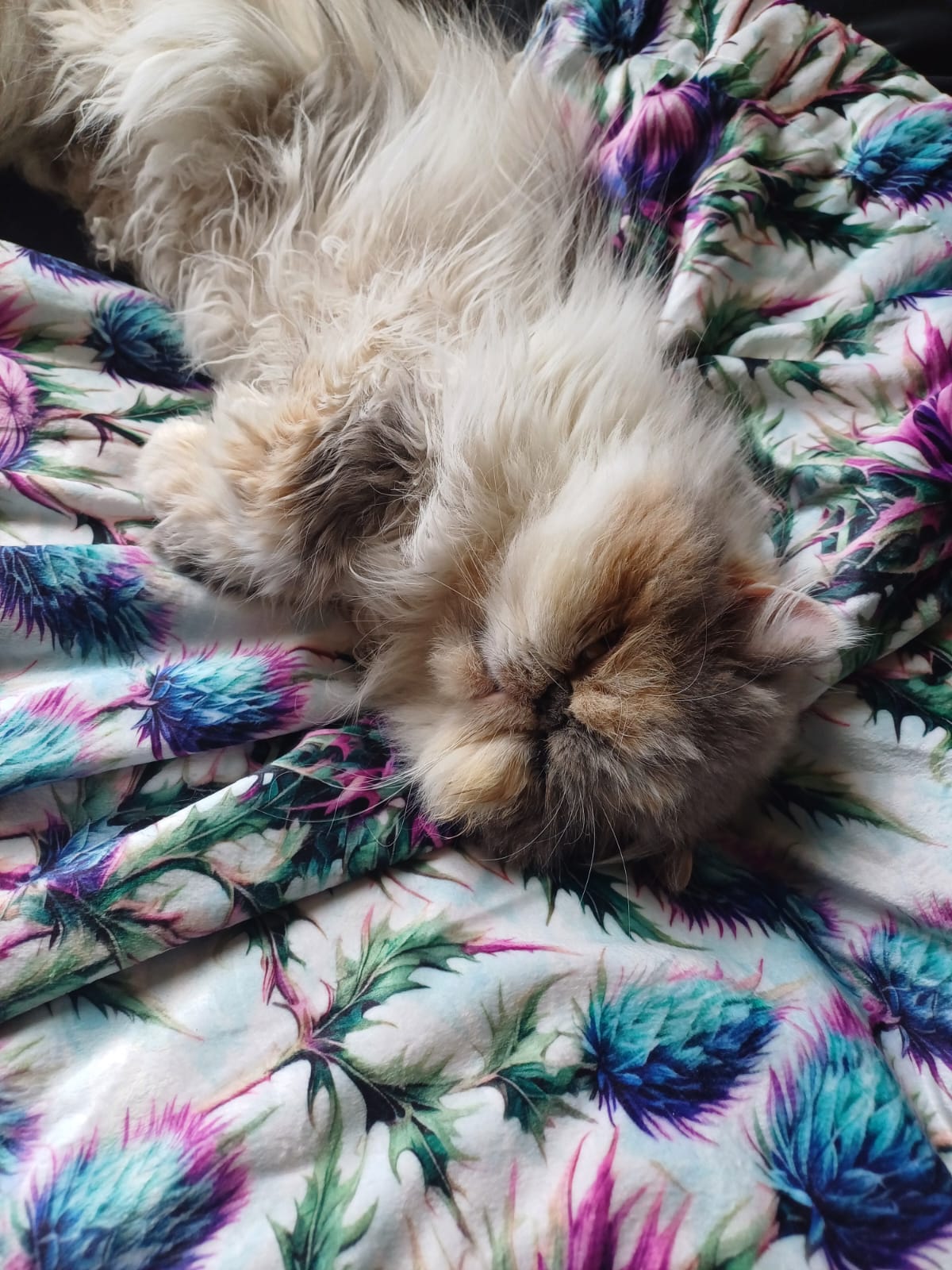 Bonnie Thistle velour and fleece pet blanket – view 2