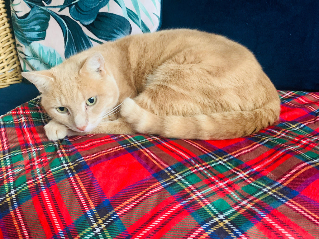 Royal Stewart red tartan pet snuggle blanket – view 5