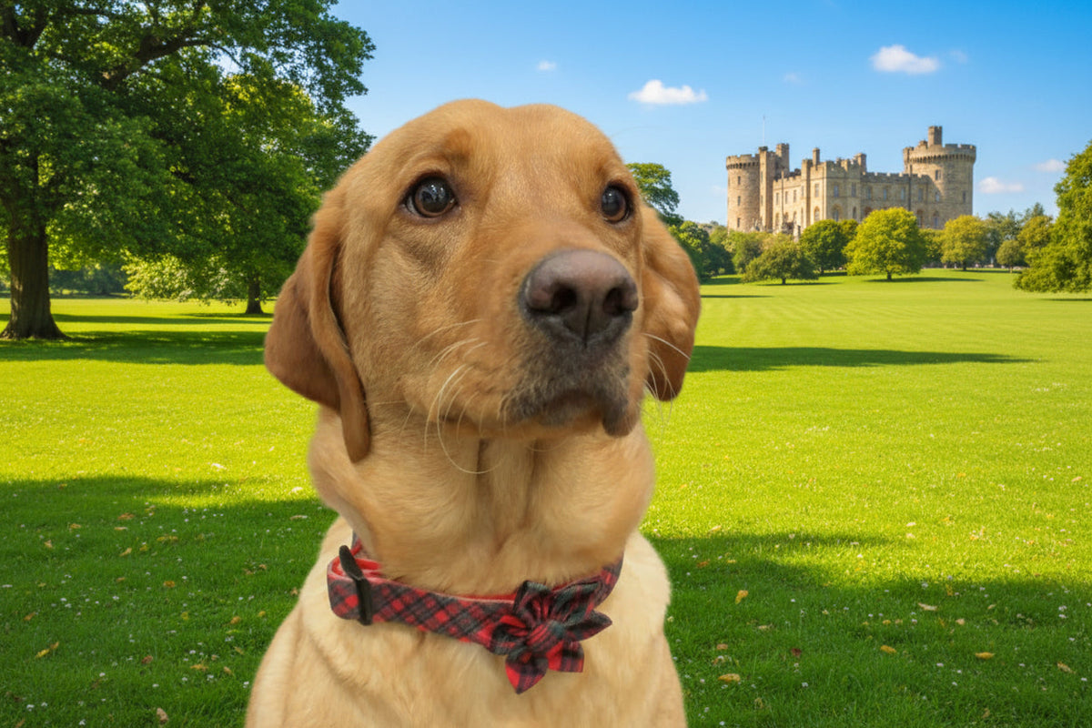 Royal Stewart red tartan dog collar – view 5