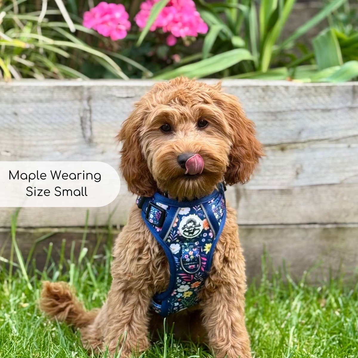 Rugged Rover no-pull dog harness in Summer Meadow floral print – view 4