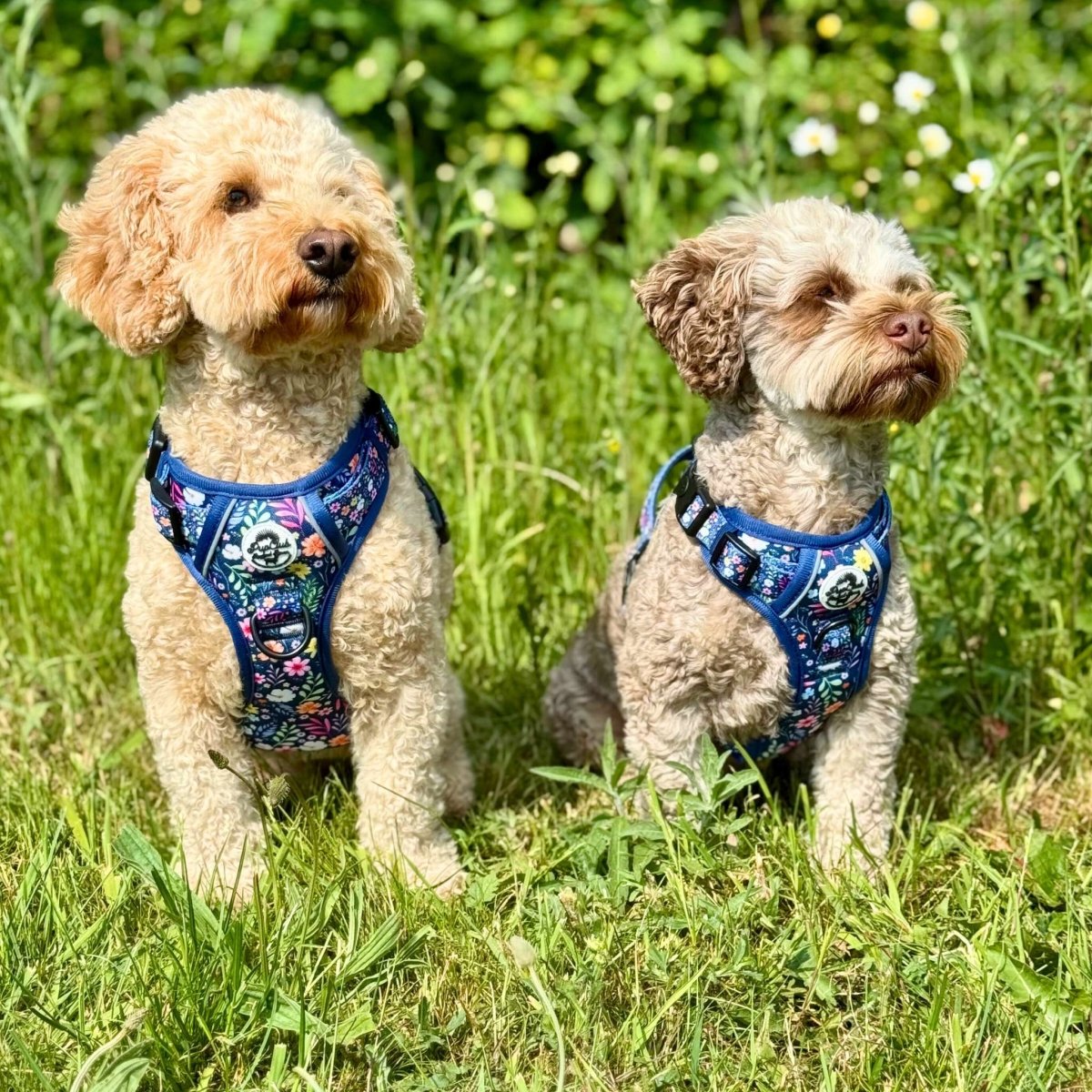 Rugged Rover no-pull dog harness in Summer Meadow floral print – view 5