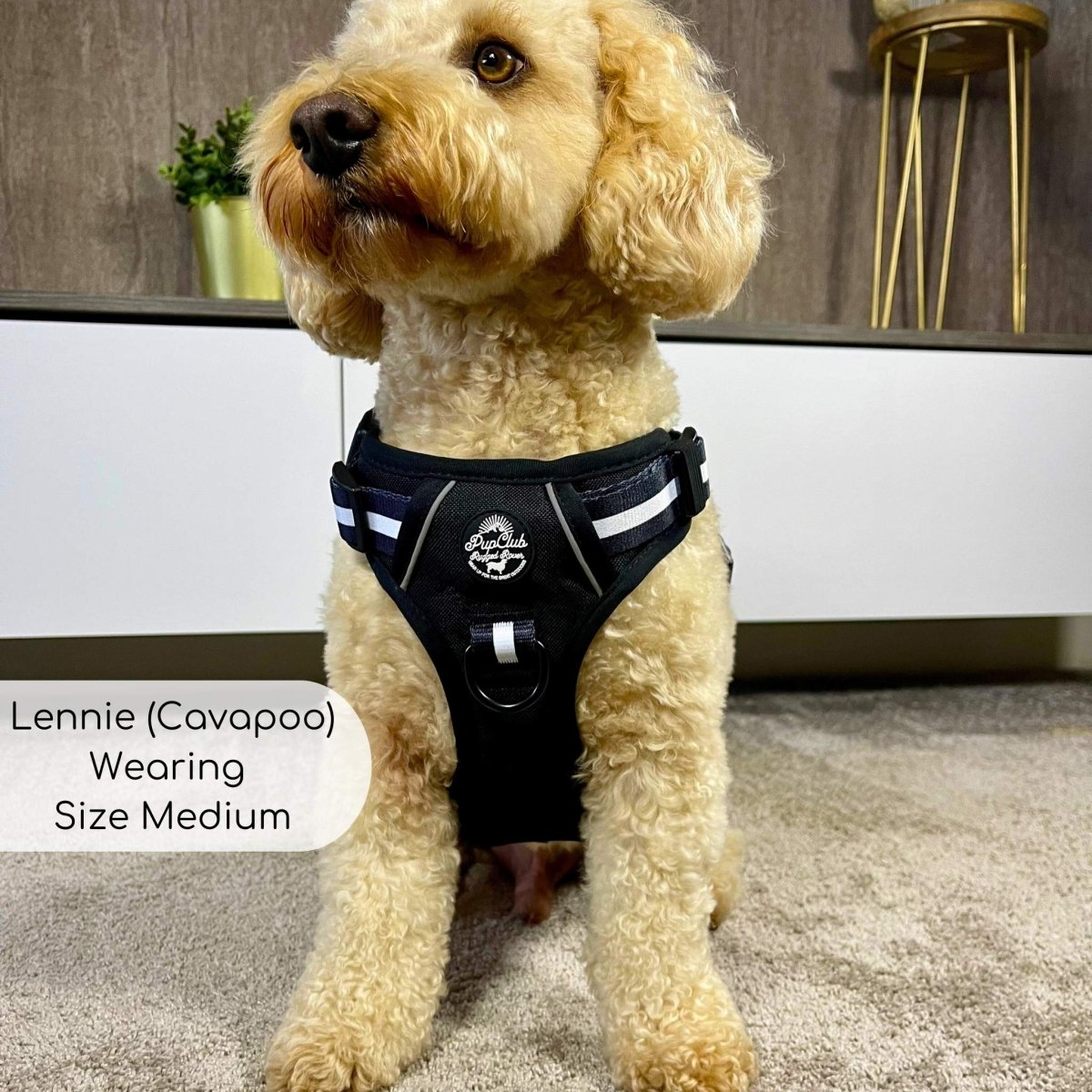 Rugged Rover no-pull dog harness in Midnight Black – view 4