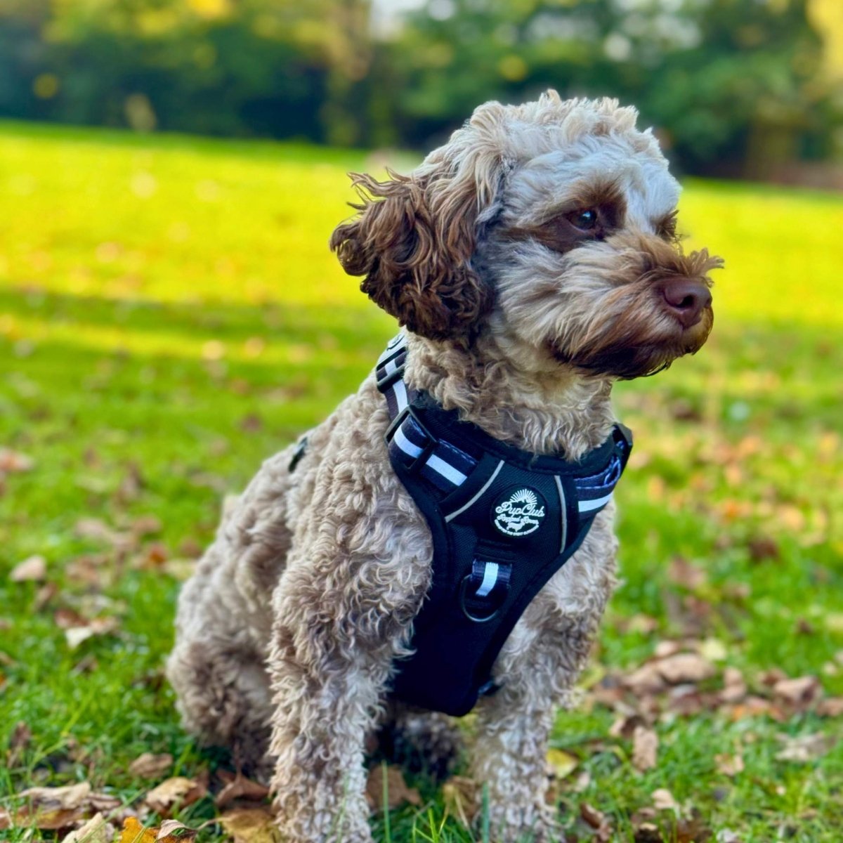 Rugged Rover no-pull dog harness in Midnight Black – view 3